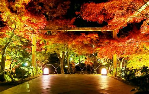 京都の夜が存分に楽しめる♡ 「紅葉ライトアップイベント」 | anna（アンナ）