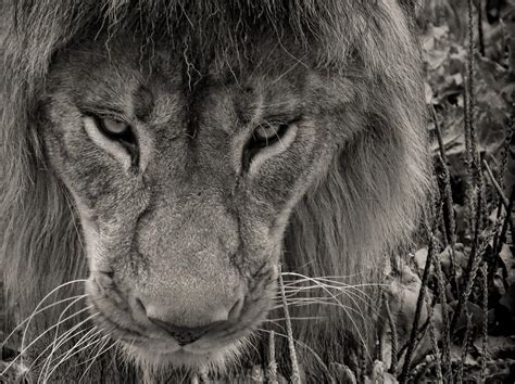 Lion On The Prowl Photograph By Devina Browning Pixels