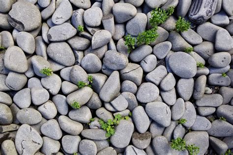 Free Images Rock Cobblestone Green Pebble Soil Gray Stone Wall