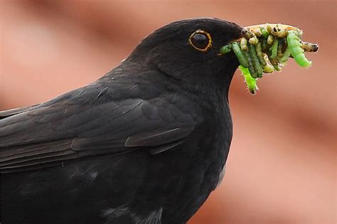 We did not find results for: Die Amsel: Vom Waldvogel zum Gartenvogel - NABU