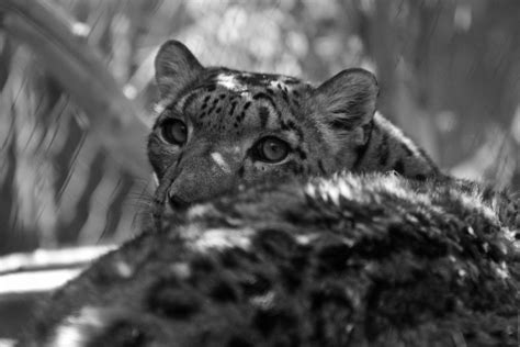 Snow Leopard Black And White Black And White Conversion Of Flickr