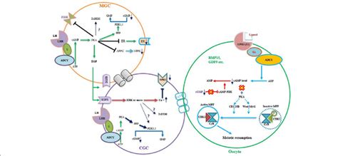 Schematic Model Depicting The Proposed Signaling Pathway In Download Scientific Diagram