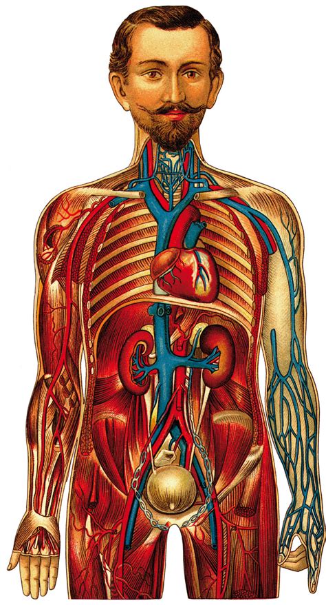 Картина анатомия человека: Картинки Расположение органов человека (35 ...