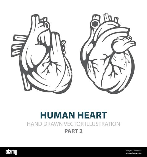 Corazón Humano Corazón Humano Mano Dibujado Juego De Ilustraciones