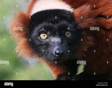 Lemur Rufo Rojo Hi Res Stock Photography And Images Alamy