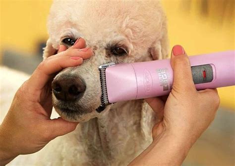 Grooming your dog regularly is vital to ensure they stay clean, healthy and comfortable. 10 Best Andis Dog Clippers in 2020: Top Selections From An ...