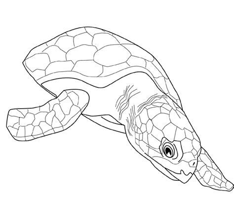 Turtles Coloring Page For Adults Kids Colouring Pages Coloring Home