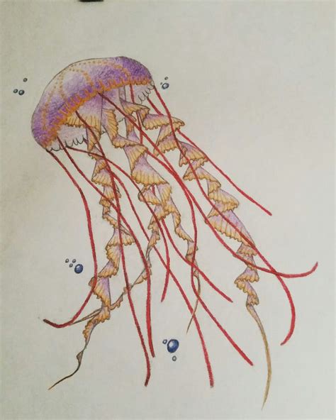 Jellyfish Colored Pencil Drawing Artwork Done By Jessica Brockman