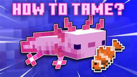How To Tame Axolotl In Minecraft 118 Caves And Cliffs Youtube