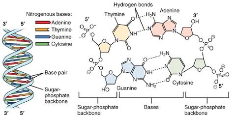 Antiparallel structure of dna strands. DNA Structure and Function | Biology I Laboratory Manual
