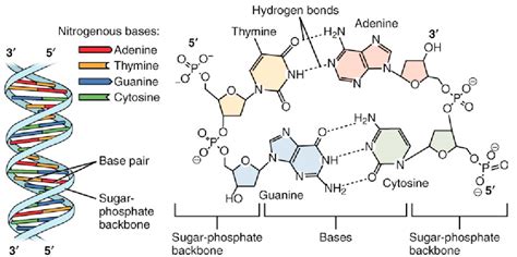 This diagram misses out the carbon. DNA Structure and Function | Biology I Laboratory Manual