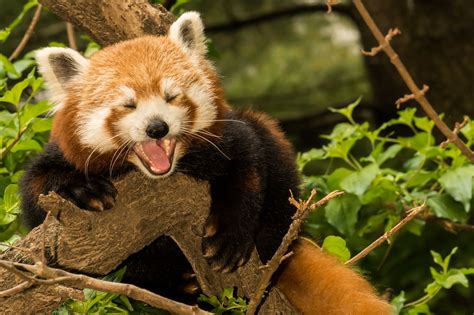 Red Panda As A Pet Pet Ponder