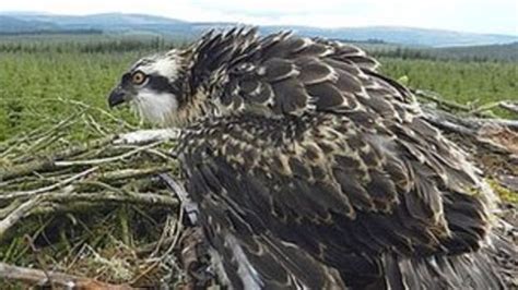 Nesting Ospreys Return To Kielder Forest Bbc News
