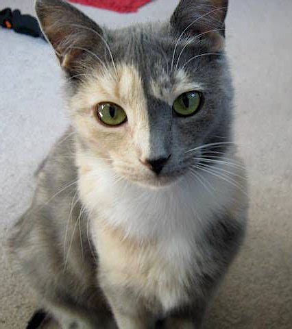 Cats' forms don't vary very much, but their coats are as colorful and diverse as their claws are sharp. You Won't Believe These 15 Amazing Coat Colors & Markings!
