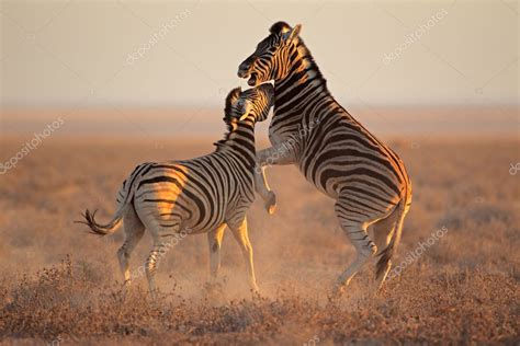 Fighting Zebras — Stock Photo © Ecopic 14708369