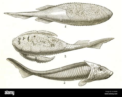 Three Kinds Of Armored Fish From The Devonian Period Including
