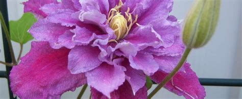 Parfar', is the first double flowering red and pink clematis!the outer tepals are reddish pink, fading to pale pink at the edges, the inner tepals are palest pink with a narrow deep pink stripe. Clematis, Early Large-flowered Clematis, Double Clematis ...
