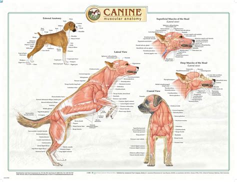 Canine Muscular Anatomy Chart Poster Laminated Ubicaciondepersonas