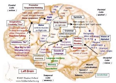 Left Brain Brain Mapping Neurology Pediatric Therapy