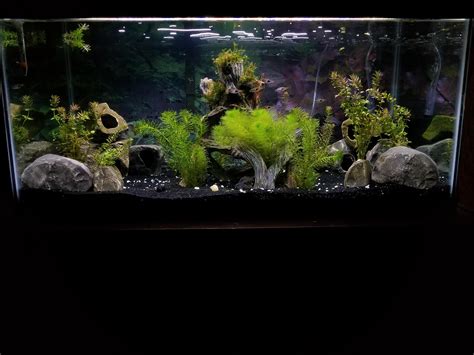 All 3 types of filtration. My 40 gallon breeder! : Aquariums
