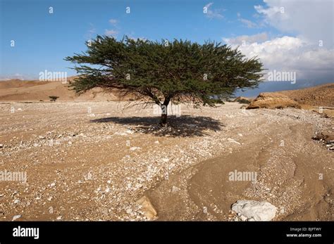 A Solitary Acacia Tree Stock Photo Alamy