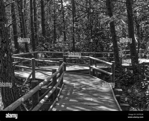 Wooden Footbridge In The Seaside Forest Stock Photo Alamy