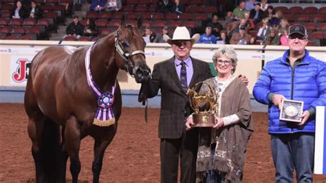 2018 Aqha Aged Geldings Youtube