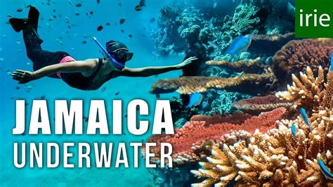 JAMAICA SNORKELING Does Jamaica Have Good Snorkeling Ft JESSICA
