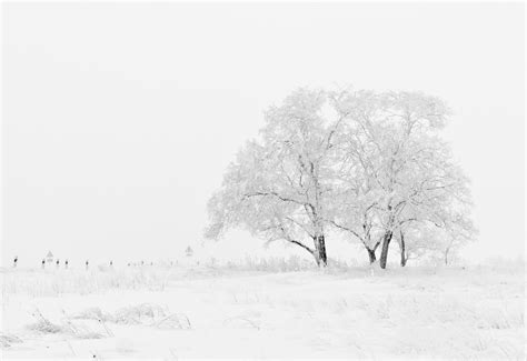 Free Images Tree Nature Branch Snow Black And White