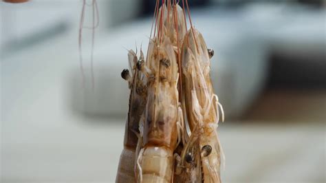 A Close Up Of Shrimp Stock Footage SBV 348543850 Storyblocks