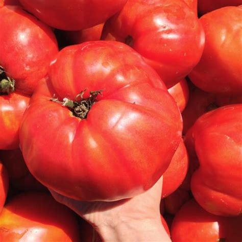 Organic Italian Heirloom Tomato Fruition Seeds