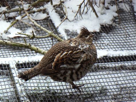 Ruffed Grouse Our Adorable Little Grouse Puff Up In Winter Flickr