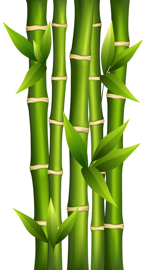 Bamboo Png Transparent Image Download Size 2787x5144px