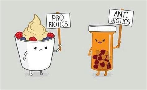 Antibiotics Vs Probiotics Friends Or Foes Your Body Maintains A Balance Of Helpful And