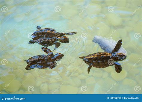 Baby Sea Turtles Swimming And Catching Food Stock Image Image Of