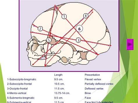 Obstetric anatomy