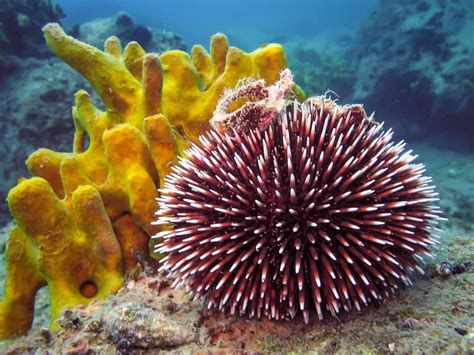 Sea Urchin Animal Facts Echinoidea A Z Animals