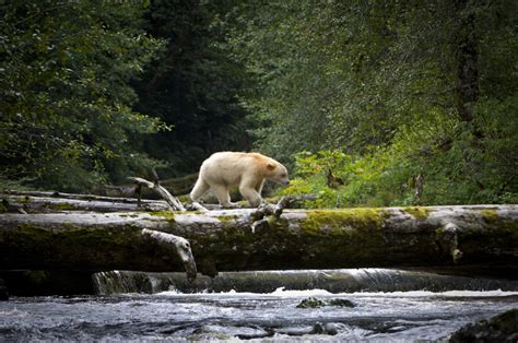 Bccanada Spirit Bear Photos Majestic Creatures Search For Food