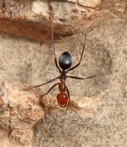 Dorymyrmex Bicolor Bi Colored Pyramid Ant Myrmecocystus Bugguidenet