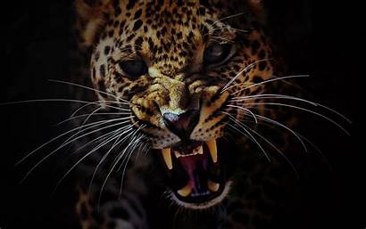 Cheetah Wallpapers Animal Animals 1080p Wildlife Desktop