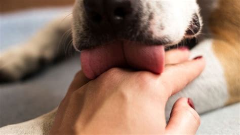 What Is Dog Lick Infection