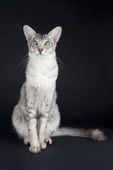 Cat = oriental longhair cat the oriental longhair cat , formerly known as the british angora, has a tubular oriental type body with a longer 4. Oriental Longhair Cat (black silver ticked tabby) (With ...