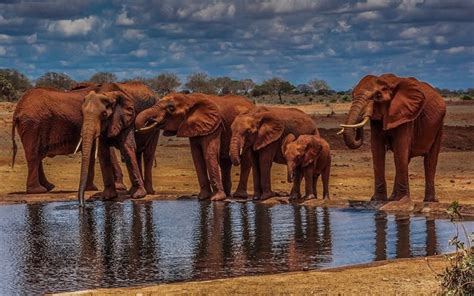 Télécharger Fonds Décran Lafrique Savannah Boire Les éléphants