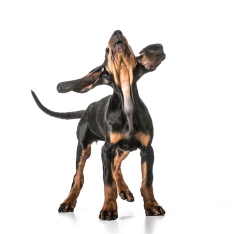 Wife:this sounds like the tail wagging the dog. The Tail Wagging The Dog | TeacherToolkit