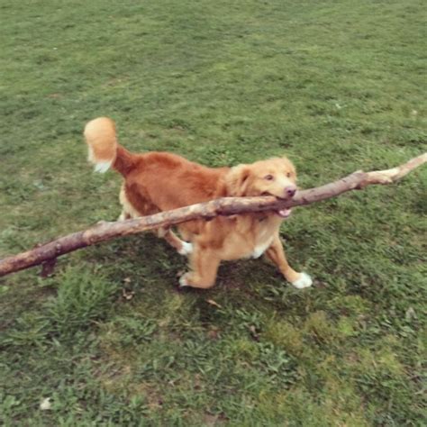 26 Dogs Who Fetched Sticks That Are Way Too Big The Dodo