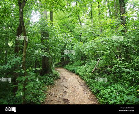 Dirt Path Surrounded By Trees In Forest In Rock Creek Park Washington