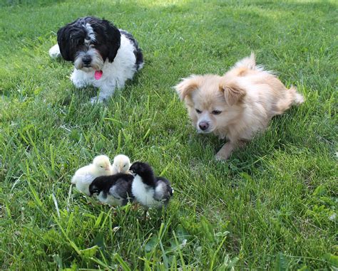 Free Images Grass Puppy Animal Pets Dogs Mammals Vertebrate