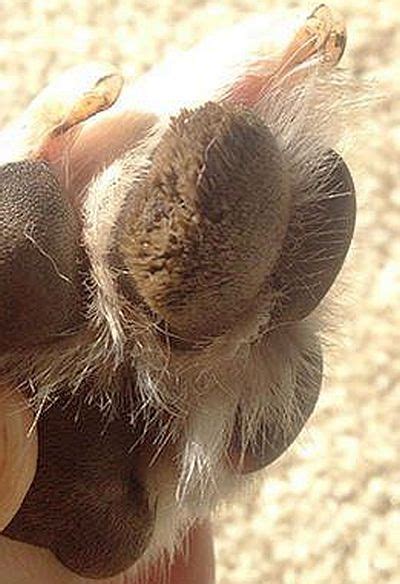 How Do You Treat Hyperkeratosis In Dogs Paws