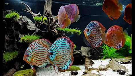 Beautiful Big Discus Fish In Gorgeous Discus Planted Aquariums Discus