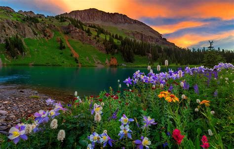 Mountain Wildflowers At Sunset Beautiful Serenity Mountain Lake
